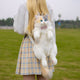 Realistic Cat Crossbody Bag – Cute Faux Fur Animal Shoulder Purse